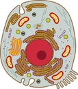 Animal cell structure. Educational material for biology lesson Royalty Free Stock Photo